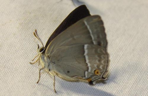Réf. 209 508 : Favonius quercus